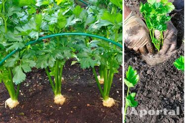 Как правильно сажать сельдерей на огороде