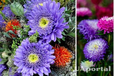 Как вырастить астры у себя в саду