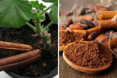 Навіщо додавати корицю в горщики з квітами