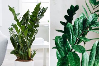 Долларовое дерево можно держать дома