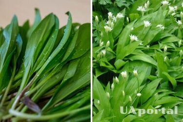 Скарбниця вітамінів під рукою: як виростити черемшу вдома