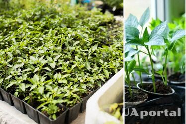 How to significantly accelerate the growth of seedlings with a cheap product