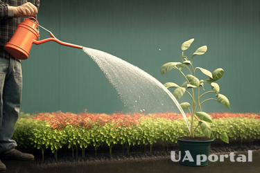 Как поливать рассаду, чтобы ускорить рост растений