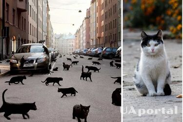 Що означає, коли дорогу перебігають кішки різних кольорів
