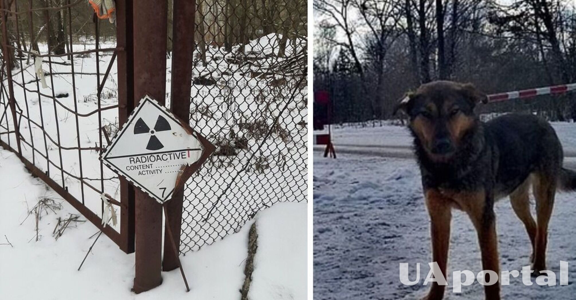 Вчені з'ясували, що у Чорнобилі мутували собаки: що відбувається