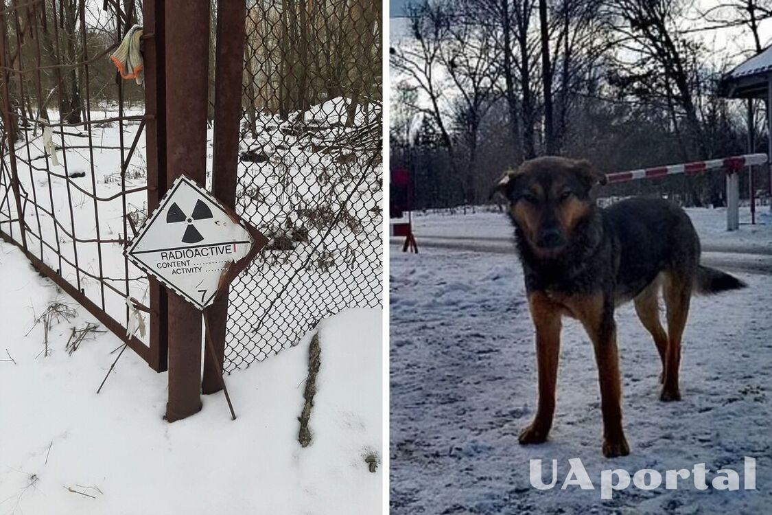 Ученые выяснили, что в Чернобыле мутировали собаки: что происходит