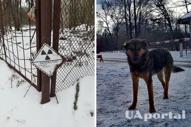 Scientists have found out that dogs in Chornobyl mutated: what is happening