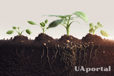 В чем замачивать семена перед посадкой