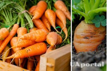 Які сорти моркви найкращі для вирощування на городі