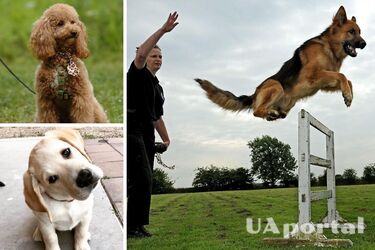 Каких собак проще дрессировать