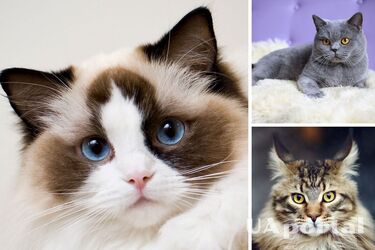 Which cat breeds are the friendliest and suitable for families with children