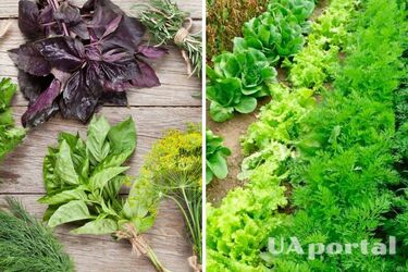 Ранняя зелень на огороде: что и когда сажать в грунт