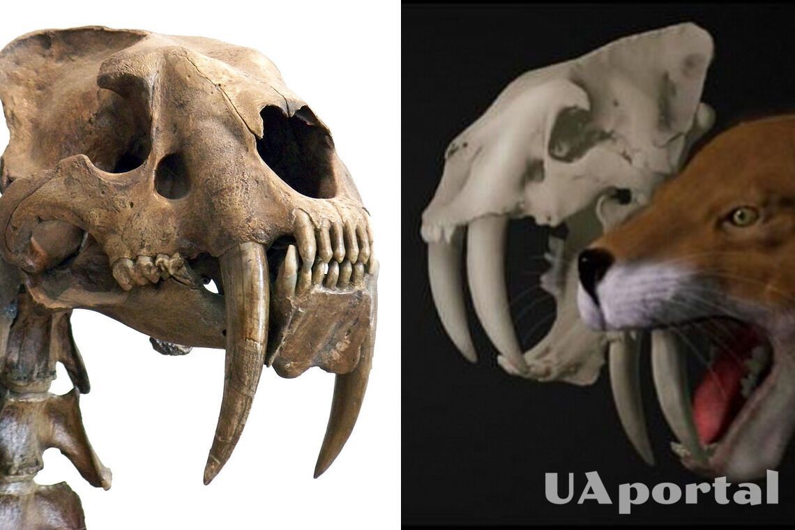 Первый полный череп саблезубого кота нашли в США (видео)