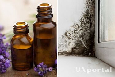 Лаванда та нашатир: дієві лайфхаки для боротьби із пліснявою