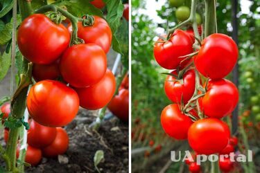 Як прискорити дозрівання помідорів у теплиці та у відкритому ґрунті