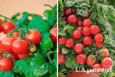 Потрібно багато сонця: як вирощувати помідори в горщиках вдома