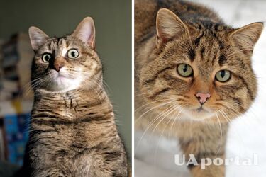 Вчені з'ясували, чому коти реагують на звуки приголосних