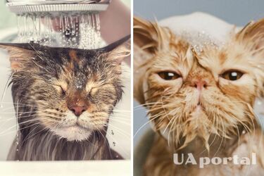 Какие породы кошек хорошо реагируют на купание