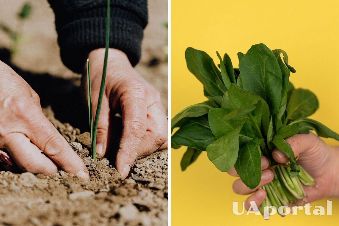 Как окончательно удалить клен с вашего участка - эффективные народные методы и видеоинструкции Как навсегда избавиться от клена на участке: народные средства с видео