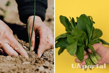 Як захистити щавель від шкідників на городі: прості народні методи