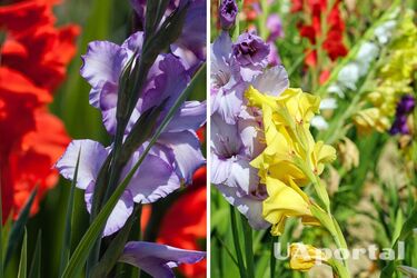 They will please the eye: how and when to plant gladiolus correctly