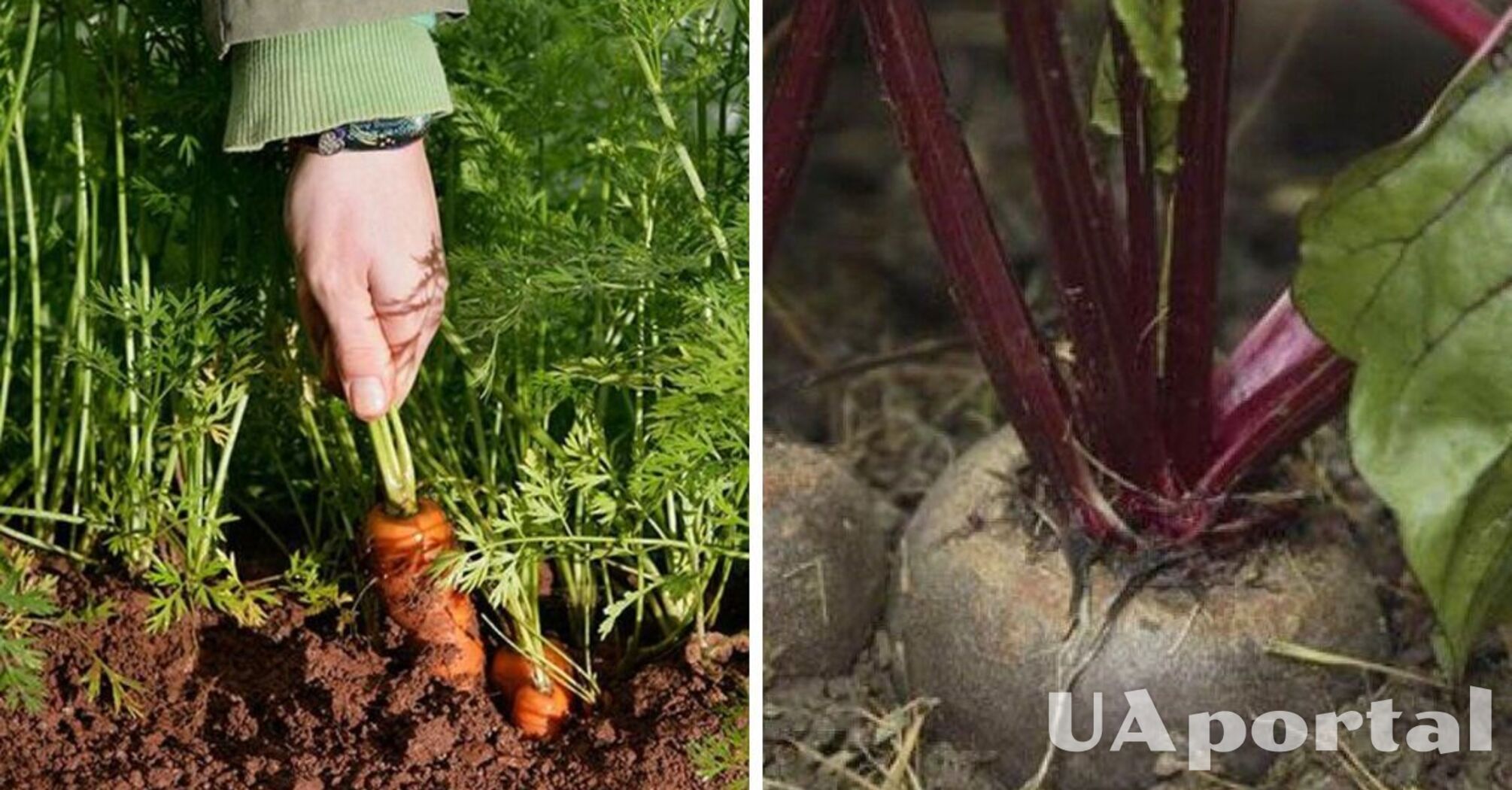 How to plant and care for carrots and beets so that they bear sweet fruit
