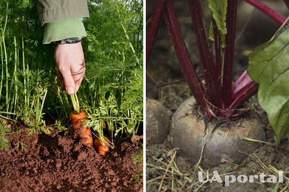 Как вырастить морковь и свеклу сладкими