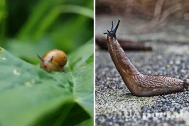 Beer, compote or milk: how to make an effective bait for slugs