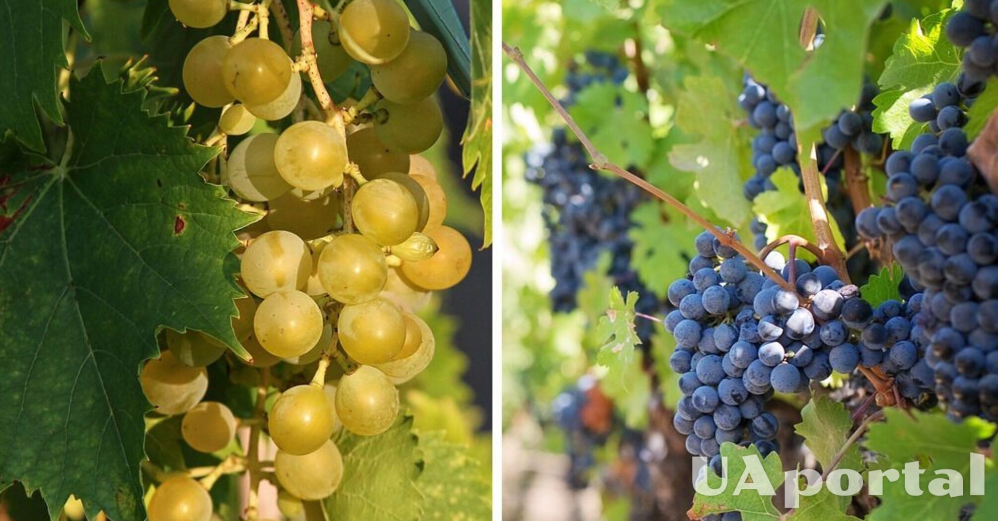 Коли та як потрібно висаджувати виноград, щоб отримати неймовірний врожай: поради дачників