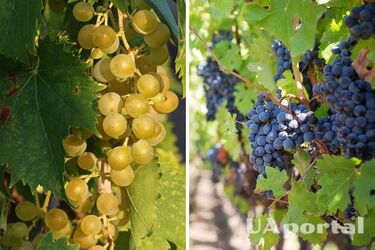 Когда и как нужно высаживать виноград, чтобы получить потрясающий урожай: советы дачников