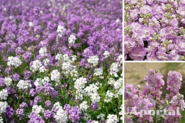 Flowers with an incredible aroma: how to easily grow matiola