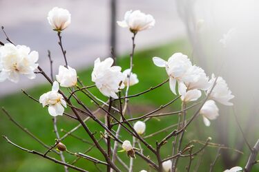 Магнолії та сакури розквітли у Києві: адреси безплатних фотозон