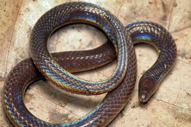 Превращается в колесо: камышовая змея разработала уникальный способ побега от опасности (фото, видео)