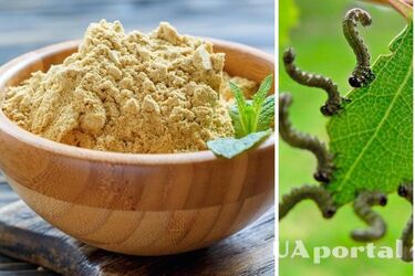 Як позбутися шкідників на городі та в саду