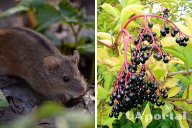 Как отпугнуть мышей из огорода