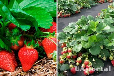 It will grow big and sweet: how to plant strawberries correctly