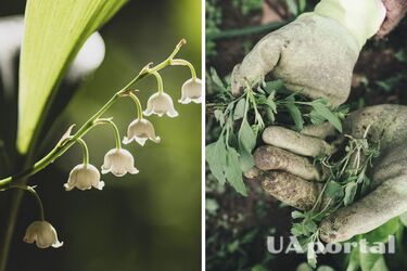 Три рослини допоможуть позбутися бур'яну на дачі