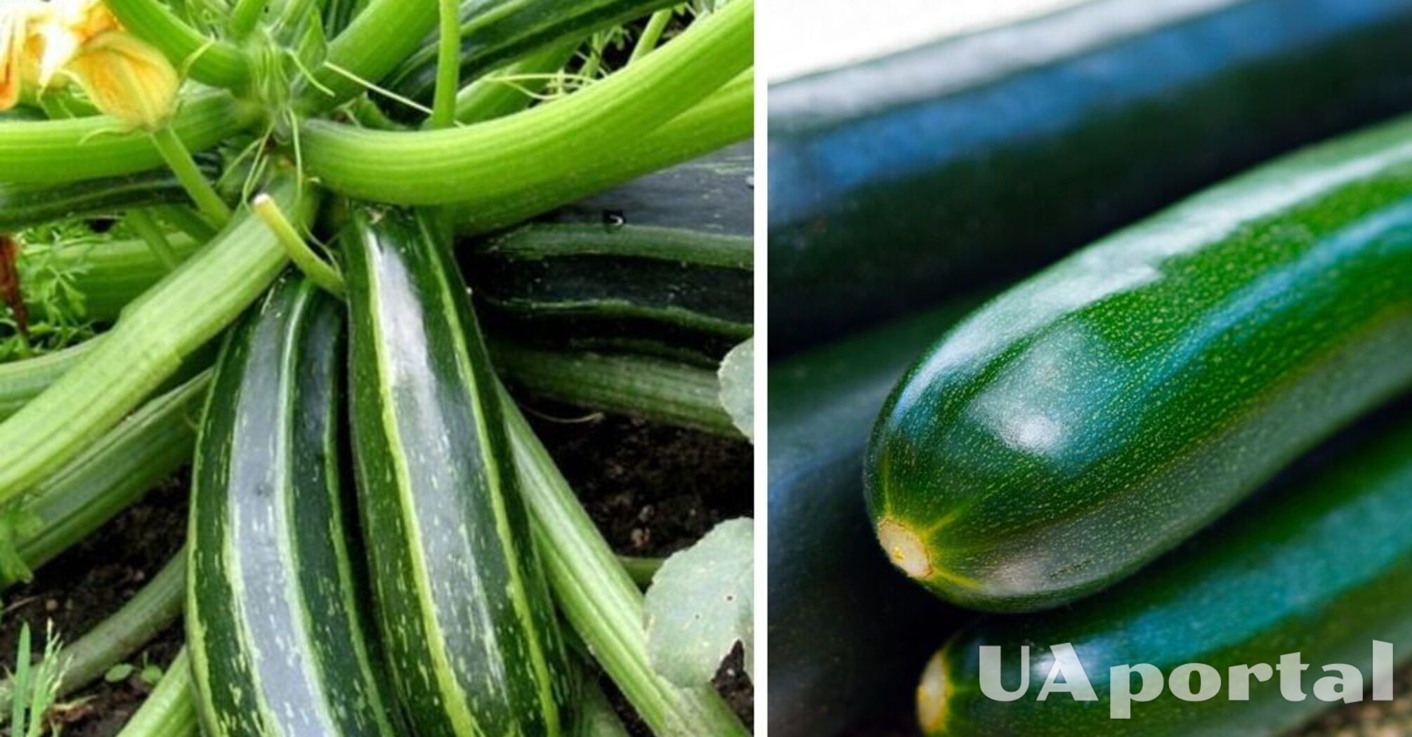 No worse harvest: how to grow zucchini in pots