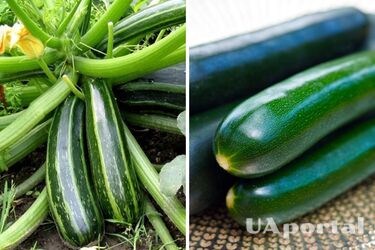 Не гірший урожай: як виростити кабачки у горщиках