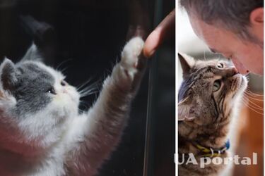 Вчені з'ясували, чи розуміють кішки мову людей