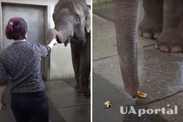 Слон у Берліні почистила і з'їла банан швидше за людину