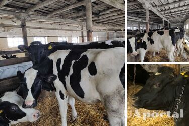 In the village of Husarivka in the Kharkiv region, cows began to eat each other due to hunger during the Russian occupation (photo)