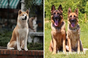 The most loyal friends for life: The most loyal dog breeds are named