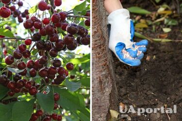 An effective method of feeding cherries: they will become sweet like honey