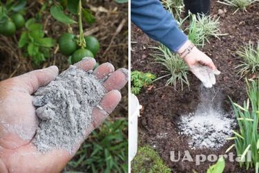 Как удобрить огород золой