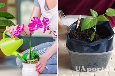 What to do to make indoor plants bloom longer: a life hack from a gardener