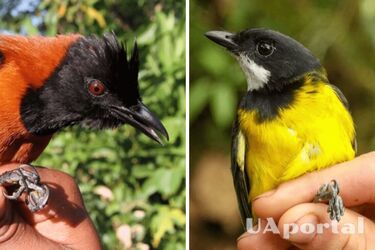 Ховають у пір’ї нервово-паралітичну речовину: вчені знайшли нові види небезпечних птахів