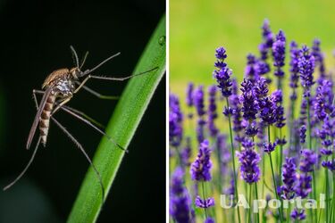 Three plants will help to forget about mosquitoes in the country