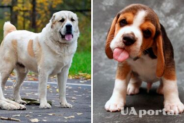 Ученые рассказали, почему большие собаки живут меньше по сравнению с маленькими