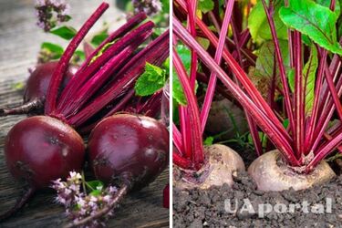 Соль для плодородия: секрет большого урожая свеклы